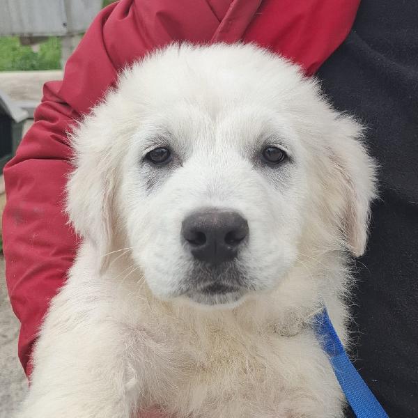 SISMA mix maremmano in adozione Foto 3